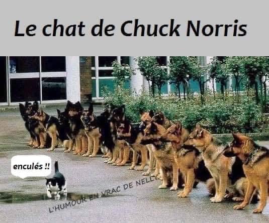 chat chiens.jpg